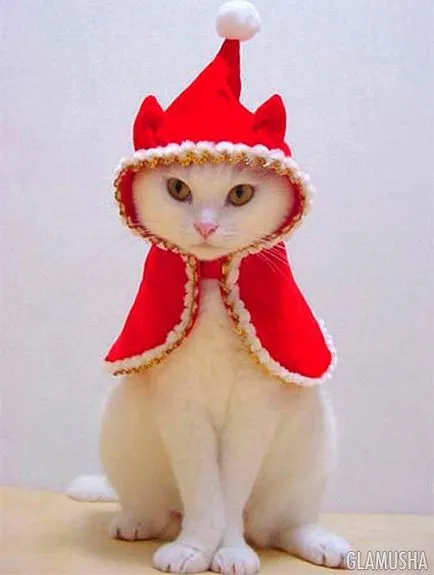 20 costume de Anul Nou pentru pisici