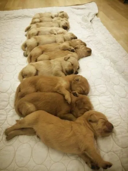 20 poze Fun mai dulce catelus rasa Golden Retriever