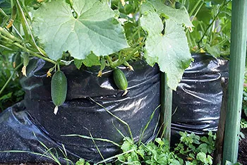 6 Ways uborka termesztése - faház tippek