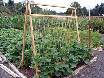 6 Ways uborka termesztése - faház tippek