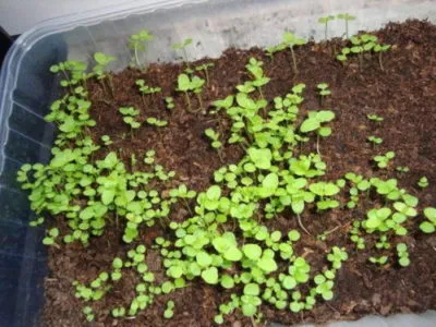 plantarea Ageratum și îngrijire în câmp deschis, în creștere din semințe, atunci când pentru a planta