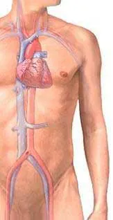 Anatomia sistemului cardiovascular