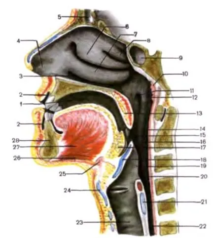 anatomie gât