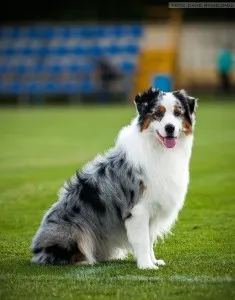 Australian Shepherd - leírás, fotó, gondoskodás, ahol vásárolni „így mancs”