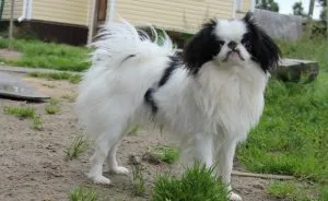 Australian Shepherd - leírás, fotó, gondoskodás, ahol vásárolni „így mancs”