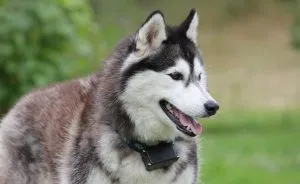 Australian Shepherd - leírás, fotó, gondoskodás, ahol vásárolni „így mancs”