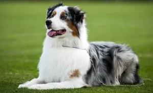 Australian Shepherd - leírás, fotó, gondoskodás, ahol vásárolni „így mancs”