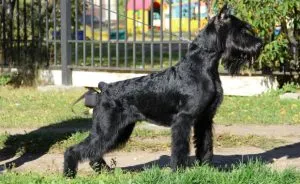 Australian Shepherd - leírás, fotó, gondoskodás, ahol vásárolni „így mancs”