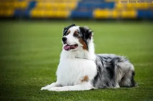 Australian Shepherd - leírás, fotó, gondoskodás, ahol vásárolni „így mancs”