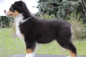 Australian Shepherd - leírás, fotó, gondoskodás, ahol vásárolni „így mancs”