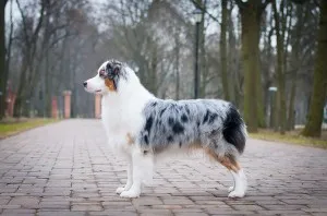 Australian Shepherd - leírás, fotó, gondoskodás, ahol vásárolni „így mancs”