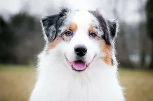 Australian Shepherd - leírás, fotó, gondoskodás, ahol vásárolni „így mancs”