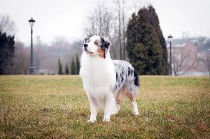 Australian Shepherd - leírás, fotó, gondoskodás, ahol vásárolni „így mancs”