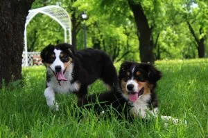 Australian Shepherd - leírás, fotó, gondoskodás, ahol vásárolni „így mancs”