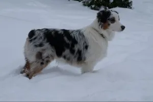 Australian Shepherd - leírás, fotó, gondoskodás, ahol vásárolni „így mancs”