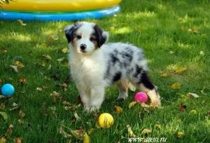 Australian Shepherd - descriere, fotografie, de îngrijire, în cazul în care să cumpere, 