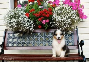 Australian Shepherd - leírás, fotó, gondoskodás, ahol vásárolni „így mancs”