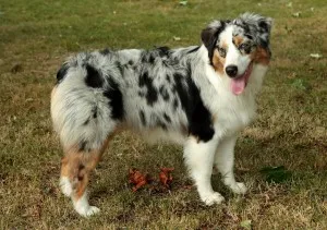 Australian Shepherd - leírás, fotó, gondoskodás, ahol vásárolni „így mancs”