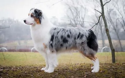 Australian Shepherd - leírás, fotó, gondoskodás, ahol vásárolni „így mancs”