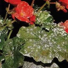 Begonia - boli Begonia și dăunători