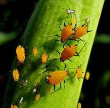 Begonia - boli Begonia și dăunători