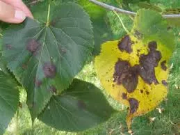 Begonia - boli Begonia și dăunători