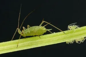 Aphis gossypii на краставици, домати, дини - Какви мерки за контрол, за да правите снимки или видеоклипове