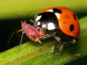 Aphis gossypii на краставици, домати, дини - Какви мерки за контрол, за да правите снимки или видеоклипове