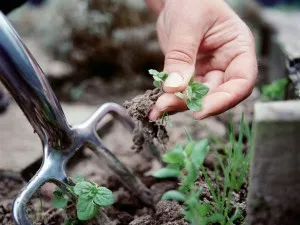 Aphis gossypii на краставици, домати, дини - Какви мерки за контрол, за да правите снимки или видеоклипове