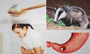 Badger zsír gyomorfekély