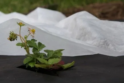 Hogyan növény eper a fekete tetőfedő anyag