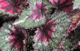 Begonia terry care