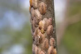 Begonia - boli Begonia și dăunători