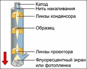 Biologie clasa a 10 metode citologice