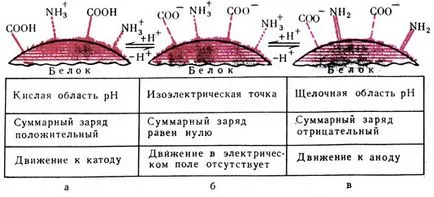 Протеини - амфотерни електролити Yermolaev 1974 m