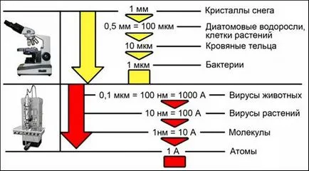 Biológia 10. évfolyam citológia módszerek