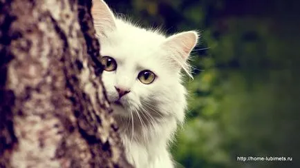 Fehér macskák - pet