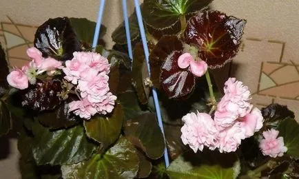 Begonia terry care