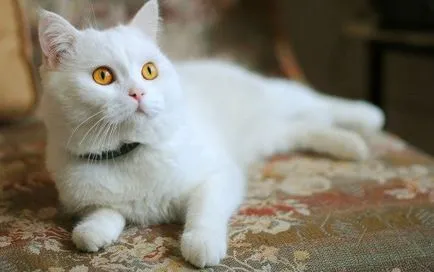 Fehér macska arisztokrata a tippeket a mancsok