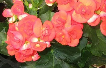 Begonia клубен засаждане и грижи в дома (снимки)