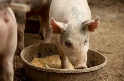 Étrendkiegészítők sertések szüksége-e és hogyan a legjobb választani