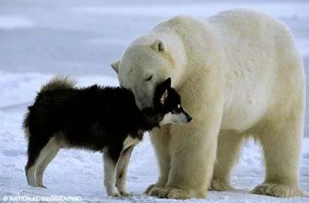 urs polar și husky, câini amuzanți Husky