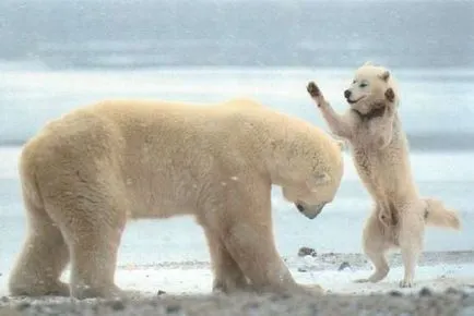 urs polar și husky, câini amuzanți Husky