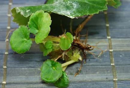 Begonia elatior în întreținerea de acasă și de reproducere