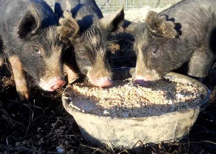 Suplimente pentru porci nevoie dacă și cum cel mai bine pentru a alege