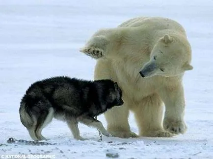 Jegesmedve és rekedt, vicces kutyák Husky