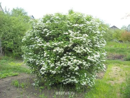 Caracteristici biologice și tehnologia de cultivare Viburnum appyapm roșu