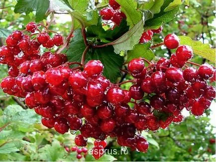 Caracteristici biologice și tehnologia de cultivare Viburnum appyapm roșu