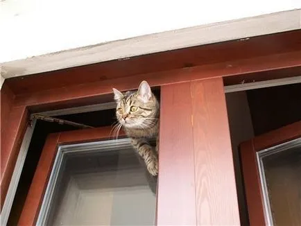 котки за безопасност по прозорците - това е лесно, но трябва да