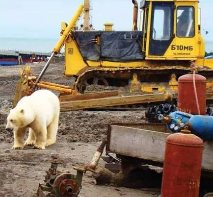 Ursul Alb și Husky, câini amuzanți Husky